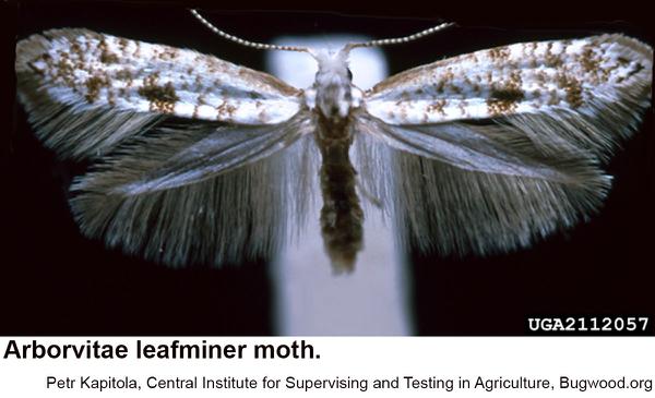 Arborviate leafminer moth